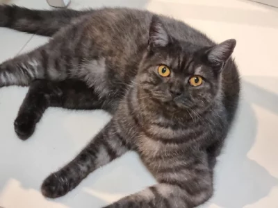 Black Smoke Scottish Shorthair Male