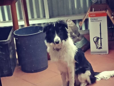 Border collie forsale