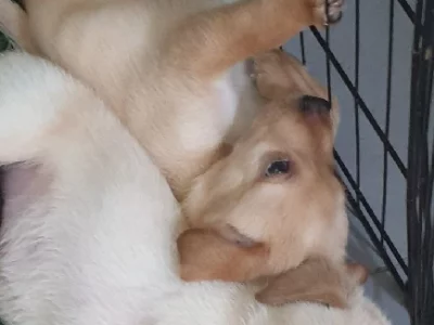 Labrador Retriever – Noosaville