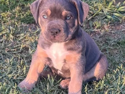 American Bully XL – Tanah Merah