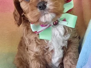 Cavoodle – Mount Gambier