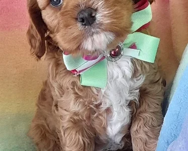 Cavoodle – Mount Gambier