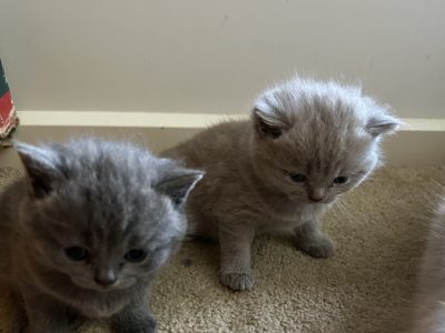 British Shorthair Kittens