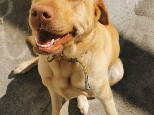 Female labrador x