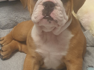 British Bulldog Puppy