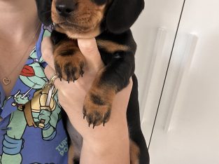 3 female mini dachshund puppies READY NOW