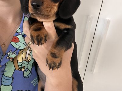 3 female mini dachshund puppies READY NOW
