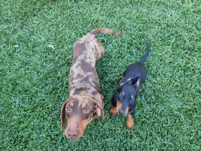 Cutest ever Mini Daschund puppies