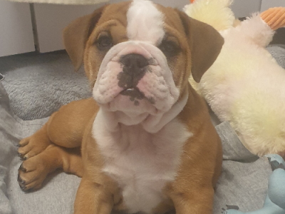British Bulldog Puppy
