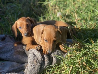 2 FEMALE MINIATURE DACHSHUNDS