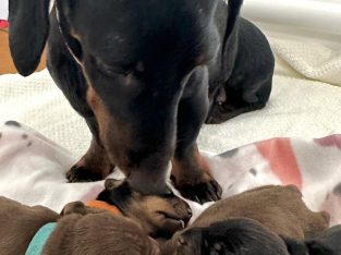 Purebred Miniature Dachshunds – DNA Tested Clear