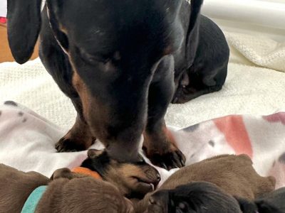 Purebred Miniature Dachshunds – DNA Tested Clear