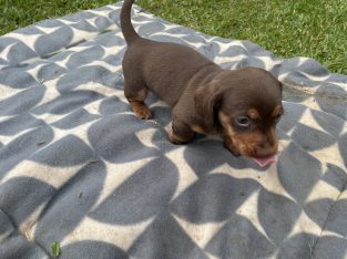 Mini Daschund puppy