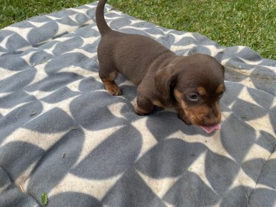 Mini Daschund puppy