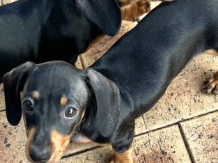 Gorgeous mini daschunds