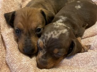 Purebred miniature Dachshund