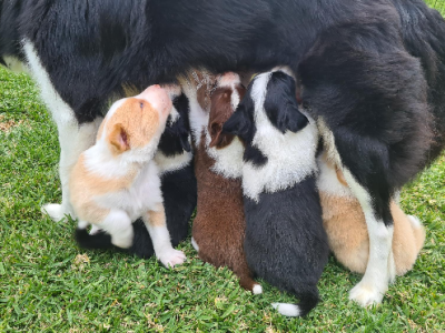 Bordercollie pups