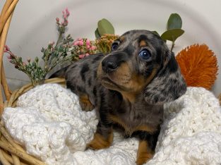 Miniature dachshund puppies