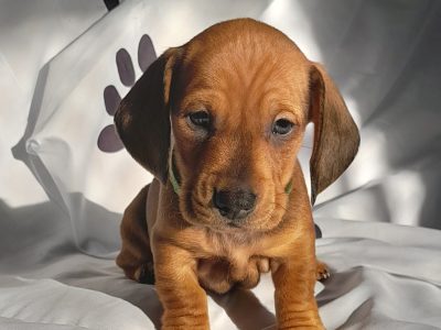 Dachshund Minis pure bred