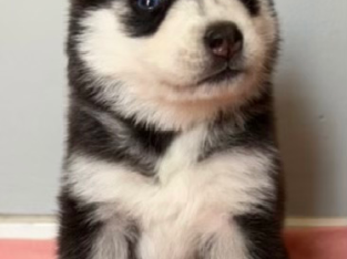 Husky Puppies