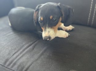 Purebred Miniature dachshund