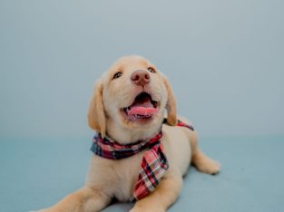 Pure-bred Golden Labrador Retriever Puppies from Healthy Purebreds