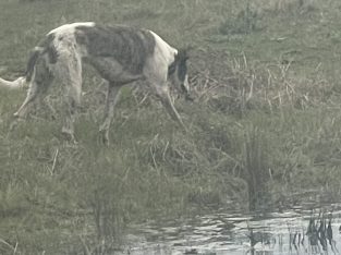 Australian Staghound