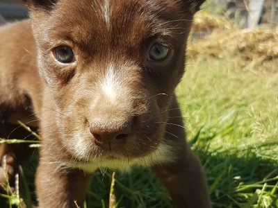 1 Red and White Kelpie Puppy left