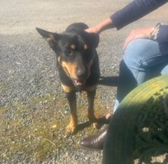 Kelpie Blue Heeler