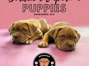 Purebred Dogue de Bordeaux Puppies