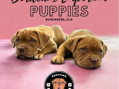 Purebred Dogue de Bordeaux Puppies