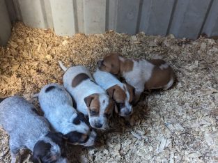 Cattle Dog Puppies