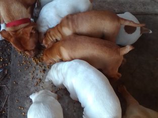 Staffy cross sharpai puppies