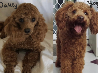 Stud Service 2 Handsome Red Toy Poodles Purebreed