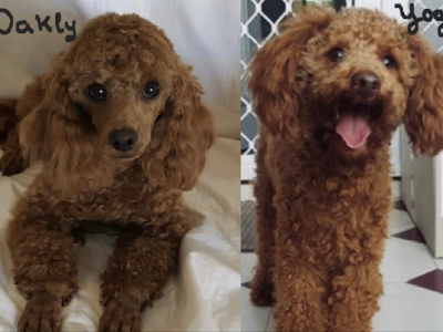 Stud Service 2 Handsome Red Toy Poodles Purebreed