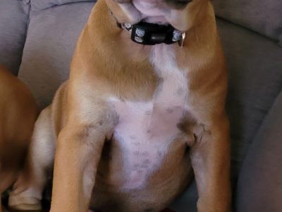 American Staffy Puppies