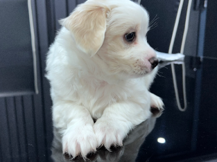 Maltese Chihuahua puppies for sale