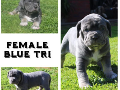 Purebred Neapolitan Mastiff (Neo Mastiff) Puppies LAT PUPPY LEFT