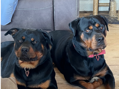 Rottweiler – 2 female pups looking for their forever home