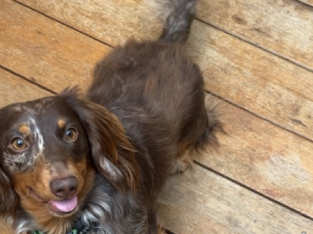 Dachshunds – long haired and smooth haired