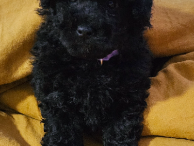 Toy Poodle Puppies – Adorable!!