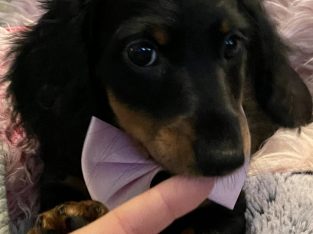 Miniature Dachshunds Longhair