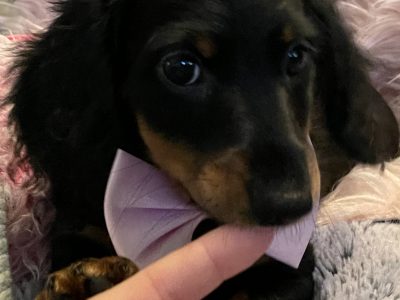 Miniature Dachshunds Longhair