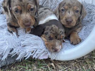 AAAdorable Chocolate Dapple Dacshund