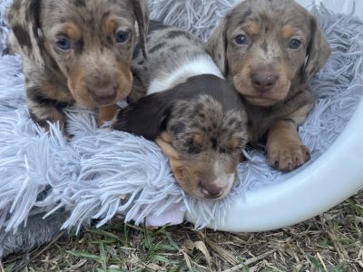 AAAdorable Chocolate Dapple Dacshund