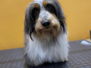Miniature Dachshund Silky wire hair male