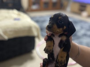 4x Male Black and Tan Dachshunds