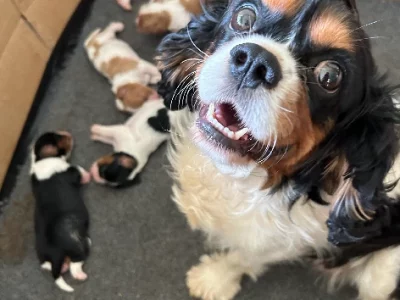 Cavalier King Charles Spaniel – Gympie