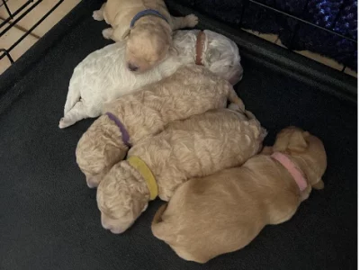 Shmoodle – Swan View