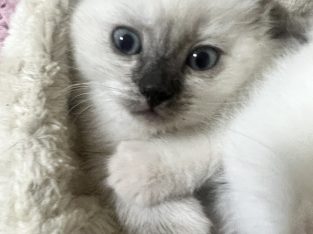 British Shorthair – Peakhurst